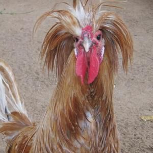 Meet your Posher, Rosita